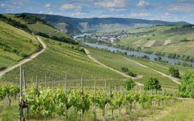 Un voyage culinaire en Moselle : les délices de la cuisine traditionnelle et les vignobles réputés